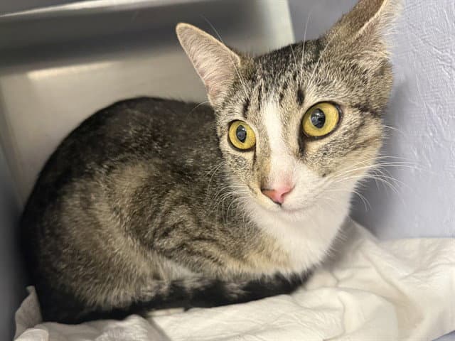 Mojito - Domestic Short Hair