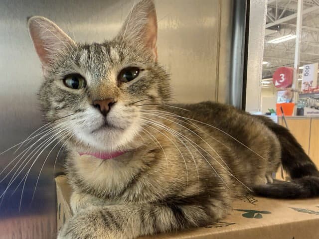 Sarafina - Domestic Short Hair