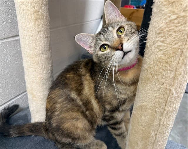 Sarafina - Domestic Short Hair