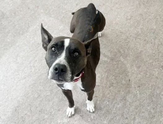 Blink - Pit Bull Terrier