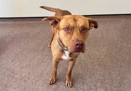Dobby image 1