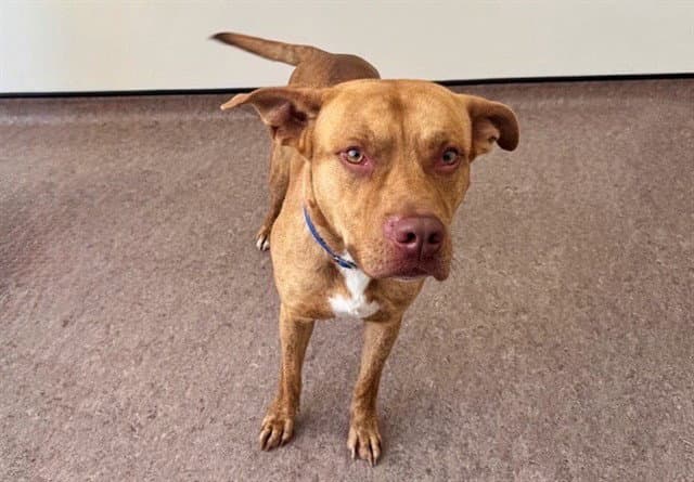 Dobby - Pit Bull Terrier