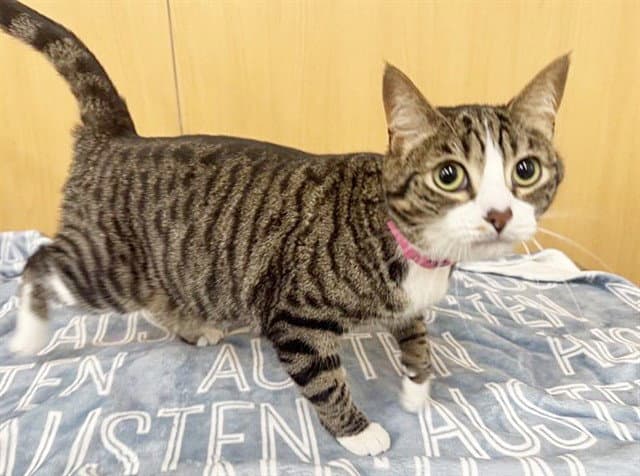 Honeydew - Domestic Short Hair