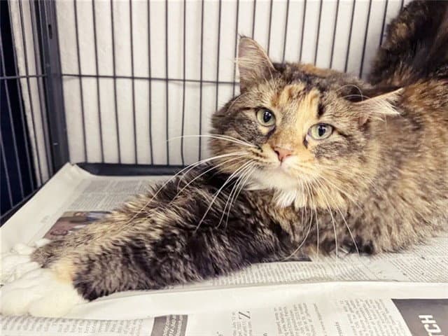 Eva - Domestic Short Hair
