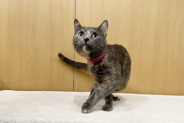 Remy - Domestic Short Hair