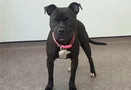 Xena image 1