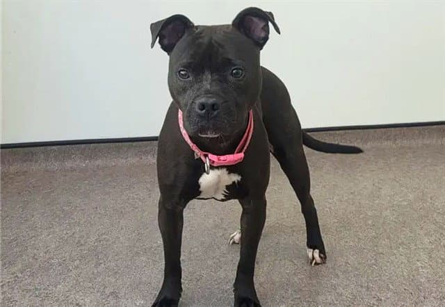 Xena - Pit Bull Terrier