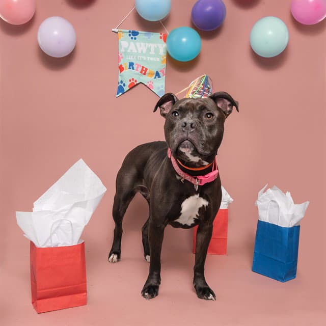 Xena - Pit Bull Terrier