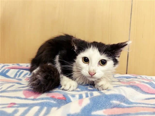 Mochi - Domestic Medium Hair