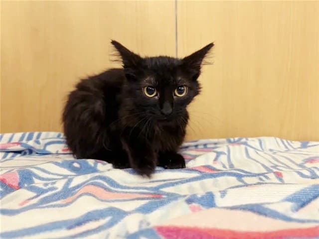 Loki - Domestic Medium Hair