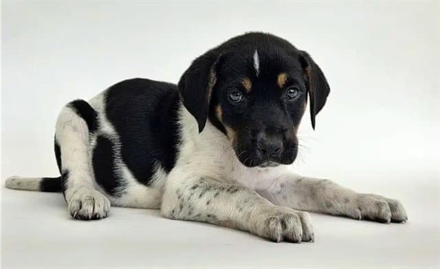 Boomer - Terrier