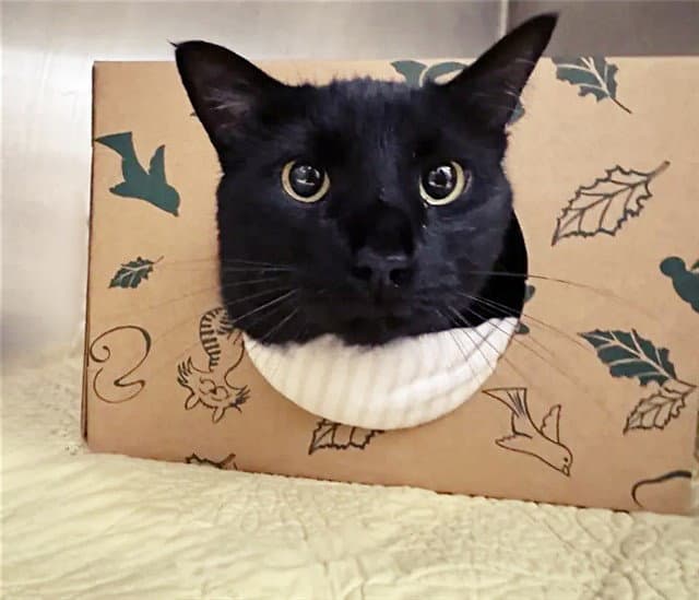 Apollo - Domestic Short Hair