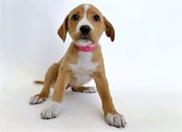 Frenchie image 1