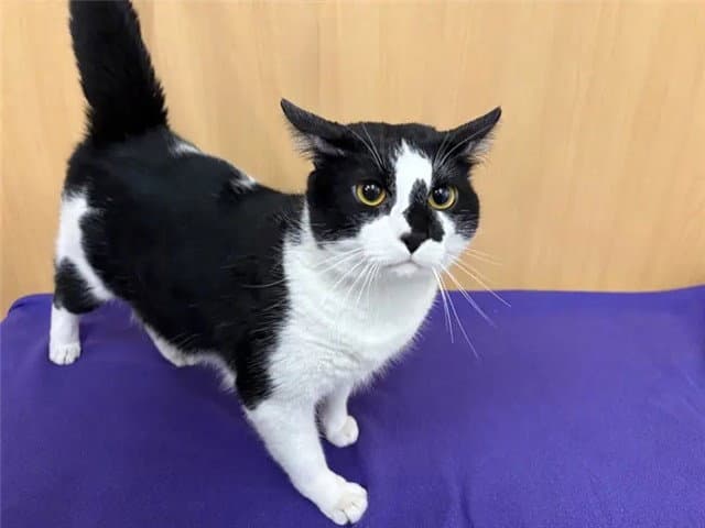 Ghost - Domestic Short Hair