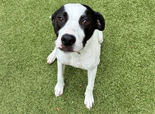 Esther - American Bulldog