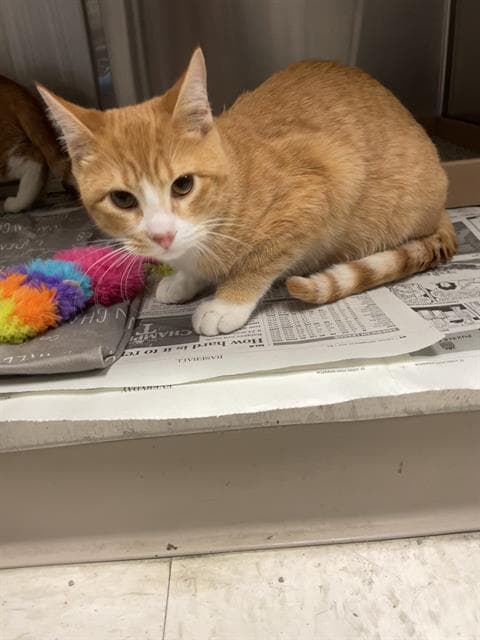 Rusty - Domestic Short Hair