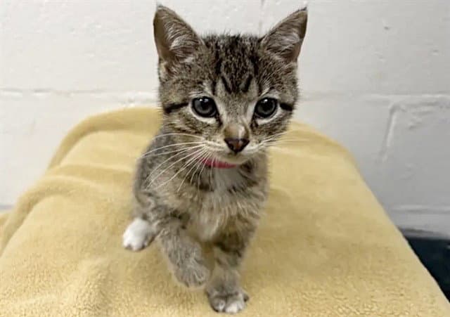Stripe - Domestic Short Hair