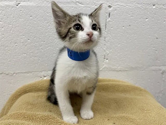 Denver - Domestic Short Hair