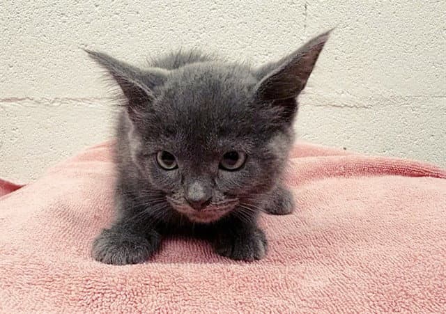 Dusty - Domestic Short Hair