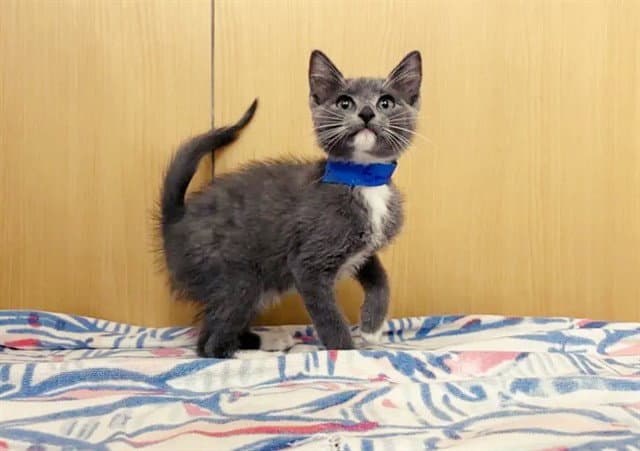 Smokey - Domestic Short Hair