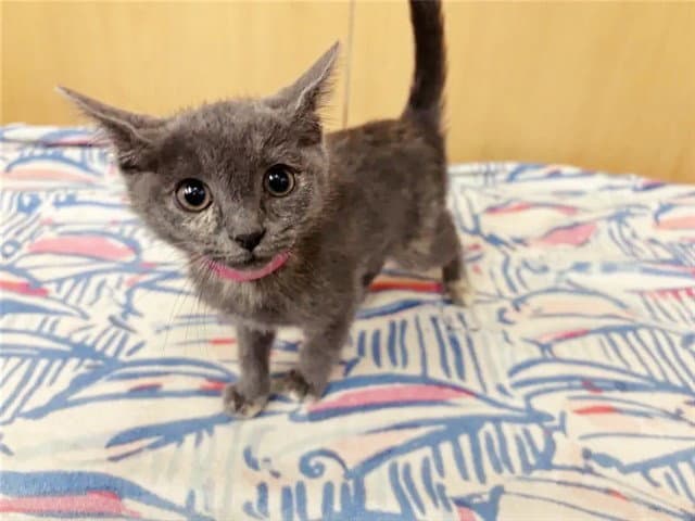 Ash - Domestic Short Hair