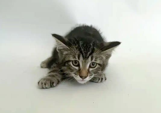 Swirl - Domestic Short Hair