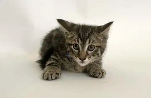 Bangle - Domestic Short Hair