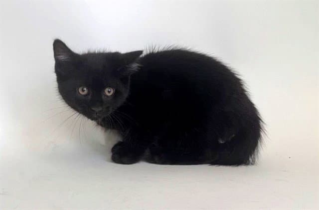 Knight - Domestic Short Hair