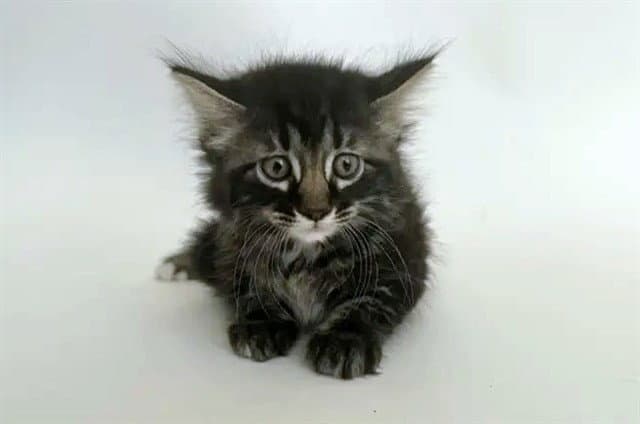 Fluff - Domestic Short Hair
