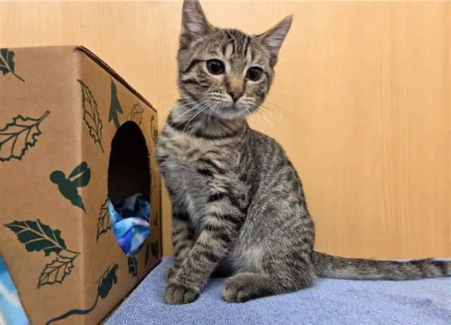 George - Domestic Short Hair
