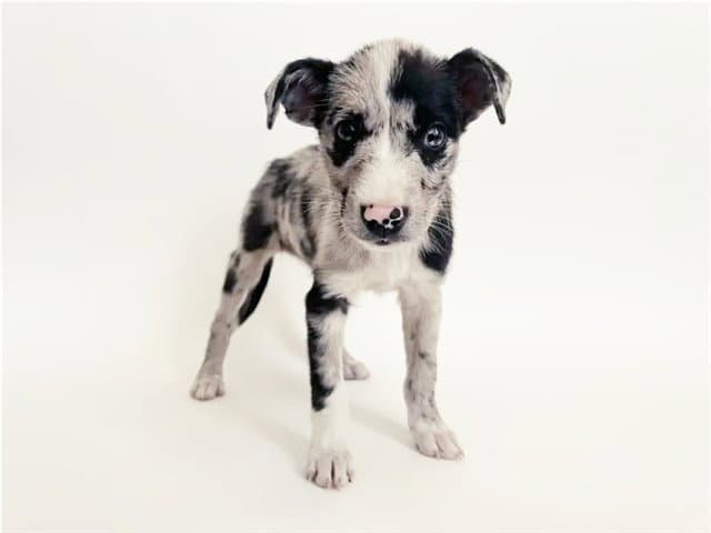 Nelly - Terrier