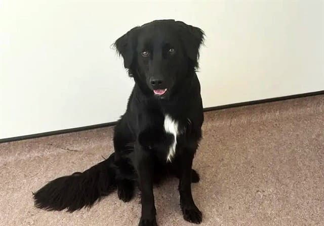 Oakley - Labrador Retriever