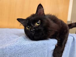 Binx image 1