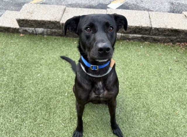 Junie - Labrador Retriever