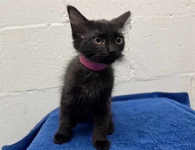 Miss Marla - Domestic Short Hair