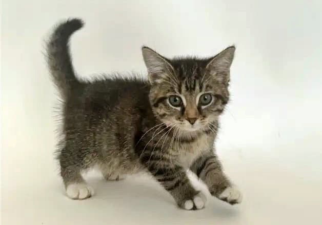 Sara Lee - Domestic Short Hair