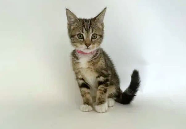 Wonder Bread - Domestic Short Hair