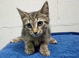 Georgie image 1
