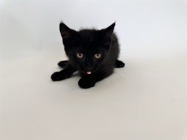 Spark - Domestic Short Hair