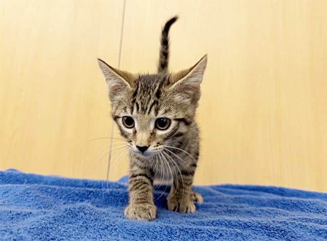 Cricket - Domestic Short Hair