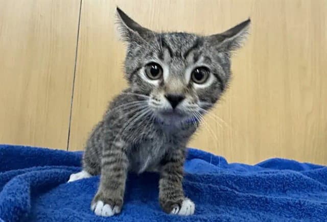 Beetle - Domestic Short Hair
