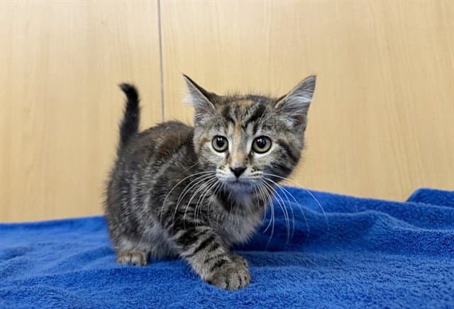 Ladybug - Domestic Short Hair