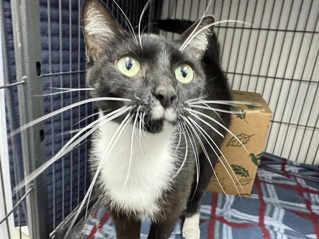 Annie - Domestic Short Hair