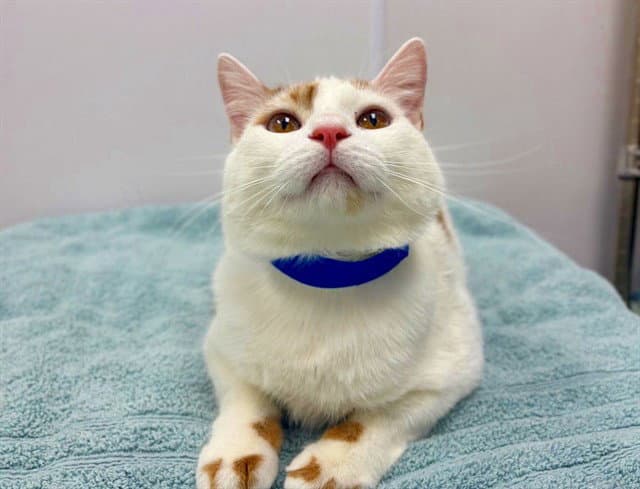 Murphy - Domestic Short Hair
