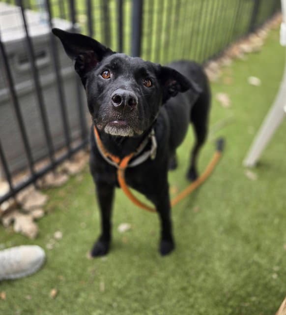 Jermaine - Labrador Retriever