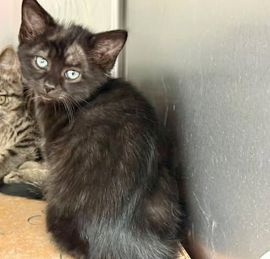 Santiago - Domestic Short Hair