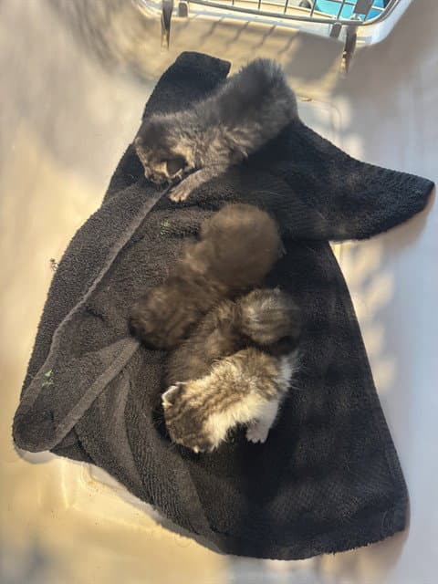 Clark Kent - Domestic Short Hair