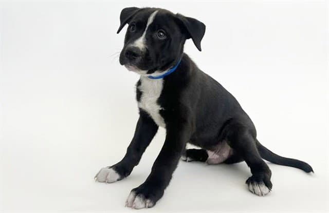 Boaz - Pit Bull Terrier