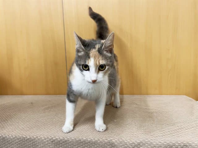 Sunny - Domestic Short Hair