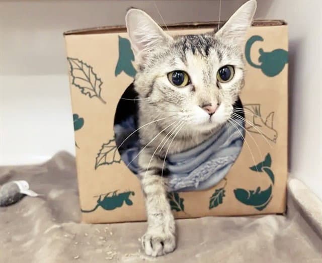 Sia - Domestic Short Hair